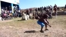 Zulu dance competition - Zulu dance - Indlamu
